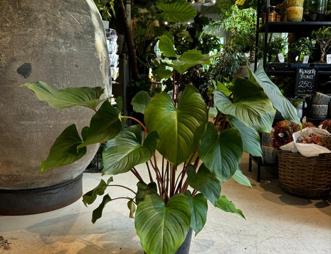 Blomsterforretning- Medlem af Interflora omsætning på 4.5 million