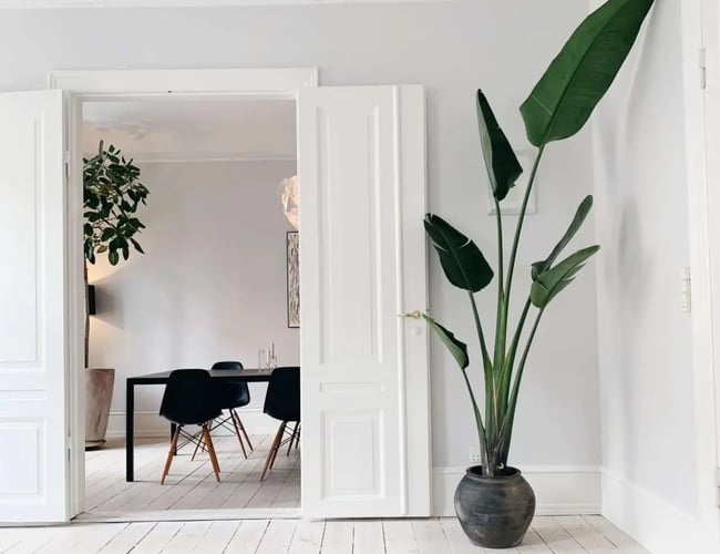 Stueplante og krukke webshop 