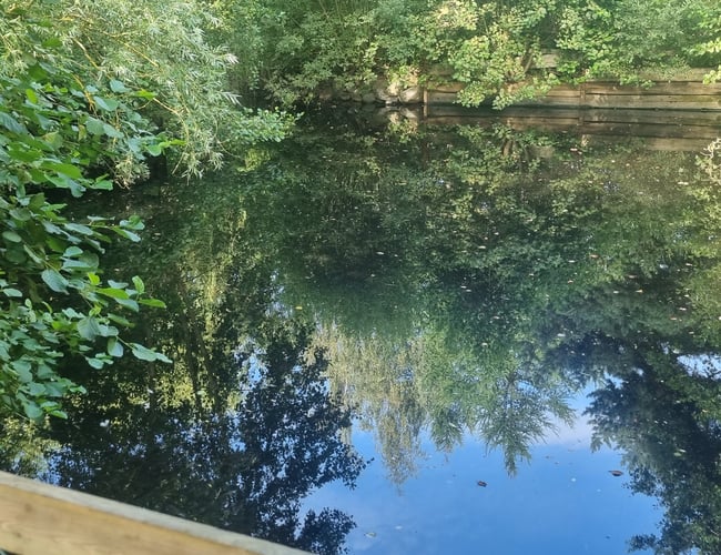 Campingplads bortforpagtes – naturnær beliggenhed og stærkt udviklingspotentiale