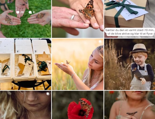 Takvinge.dk - Distribution af opdrættede sommerfugle til bryllup og film i Danmark. - Har omsætning