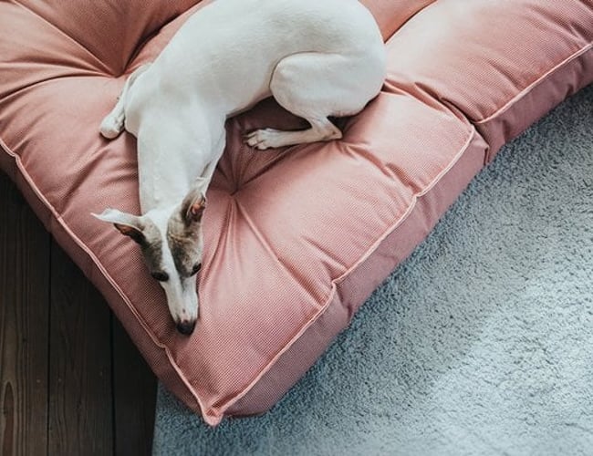 Markedets flotteste kæledyrswebshop