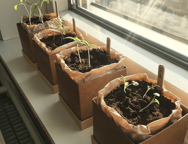 Mywindowfood ApS (Webshop) - Dyrk urter og grøntsager i din vindueskarm på abonnement (FLYTBAR virksomhed)